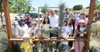 Çayırova lavanta bahçesinde ilk hasat