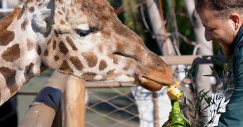 Zürafa Hugo 16 yaşında!