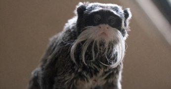 FYZoo iki tamarinle genişledi