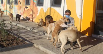 Köpeklerde çeteleşmeyi  sahiplenme ile önleriz