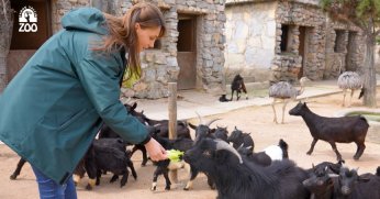 FYZoo’da besleme yeniden başladı