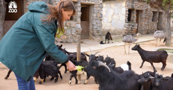 FYZoo’da çifte bayram var!