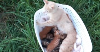 Hayvan Haklarına Duyarsızlığın Acı Yüzü