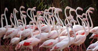 Dünya Flamingo Günü Kutlanıyor