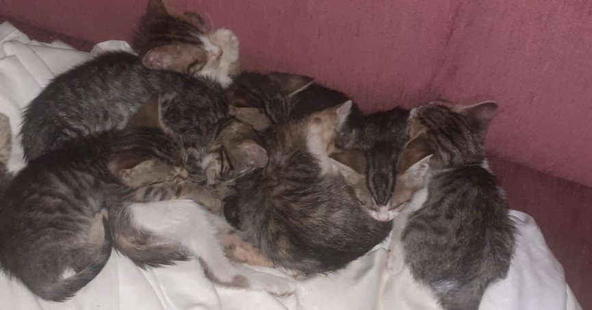 Erdoğan biatçıları Hürriyet’te sokak kedisi zehirledi