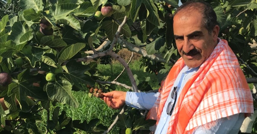 Dünya sofraları incirlenecek