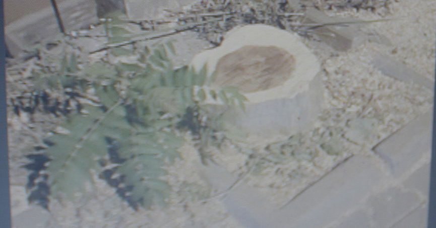 Ali Arıcan’da hasta ağaçlar  kesildi. Sağlıklılar saksıda