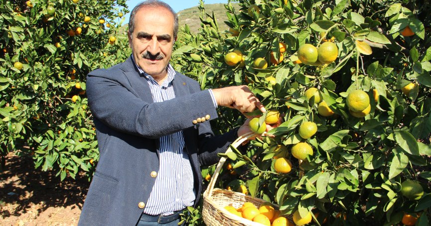 Narenciyedeki düşüş  pazarda etiketlere yansıyacak