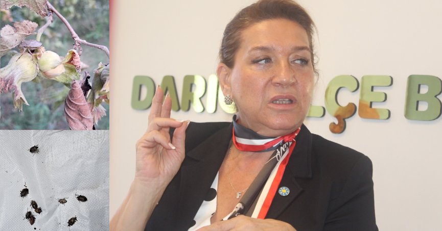 Fındıkta hasılat yevmiyeye yetmiyor!