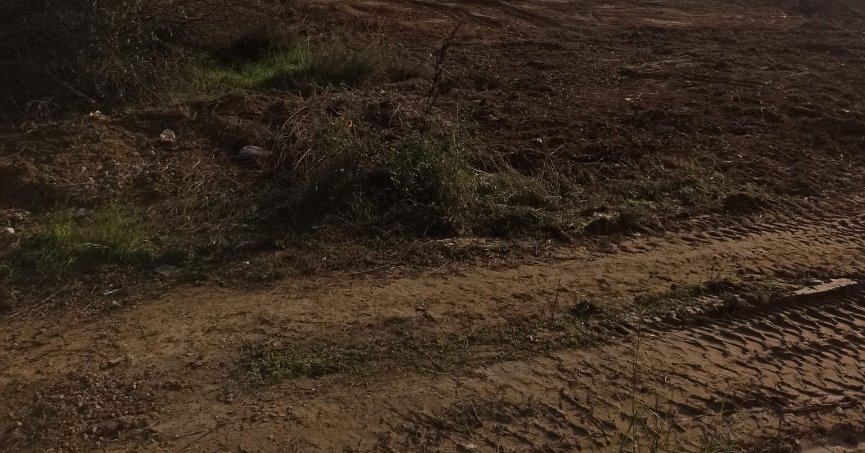 Darıca Millet Bahçesi’nde ağaç kıyımı.