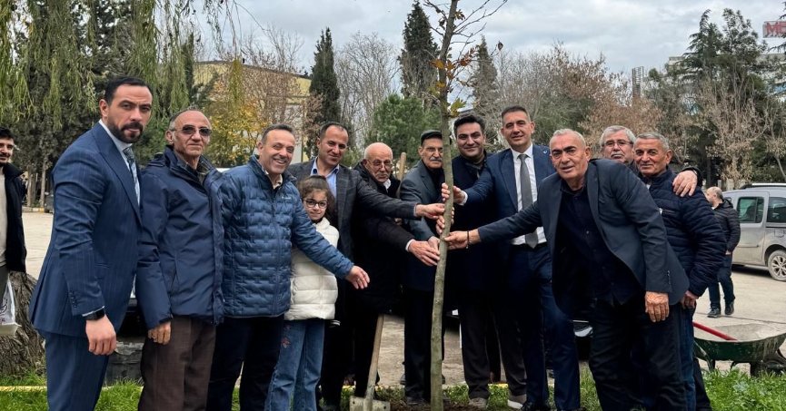 Yarım asırlık çınardan ömre bedel çınar