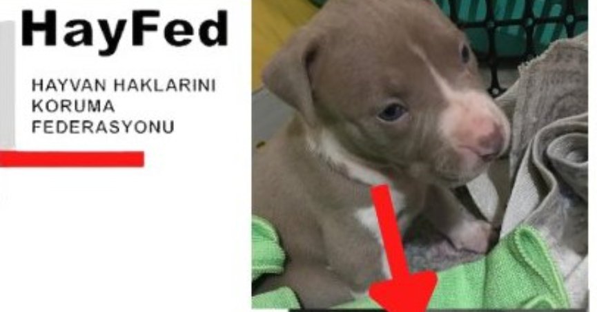 Pablo ailesine teslim edilsin