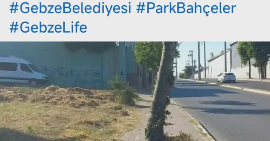 Kaldırıma ağaç diken belediye budadı diye alkışlandı