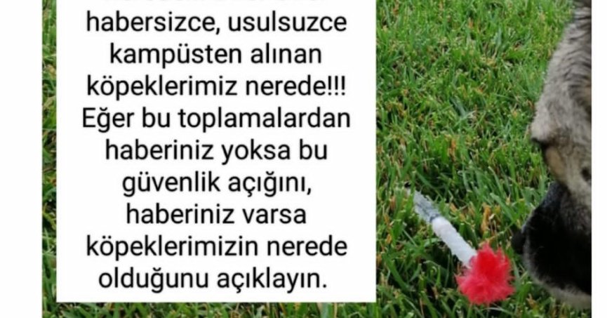 KYK yurdundaki küpeli köpekler toplandı