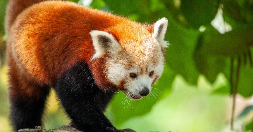 FYZoo’dan  macera dolu program