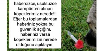 KYK yurdundaki küpeli köpekler toplandı